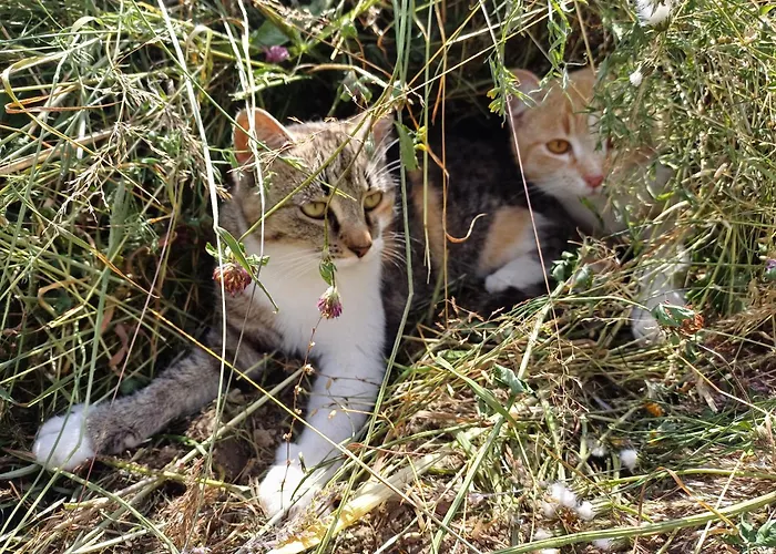 Schusterfranz بيت للعطل