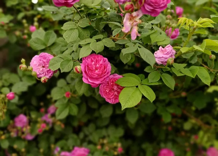 Schusterfranz * Oberneudorf